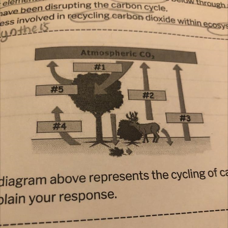 Which arrow on the diagram above represents the cycling of carbon through photosynthesis-example-1