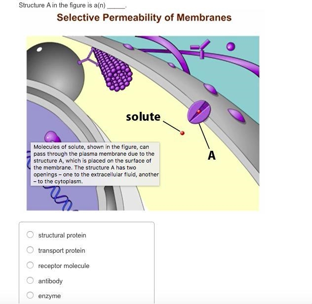 Structure A in the figure is a(n) ______-. - a. Structural protein - b. Transport-example-1