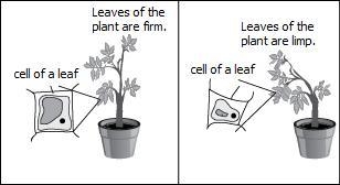 18. A student constructs two diagrams that show the states of two plants and their-example-1