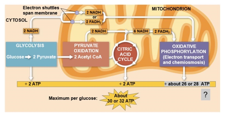 Approximately 30 - 32 molecules of ATP are produced from the complete oxidation of-example-1