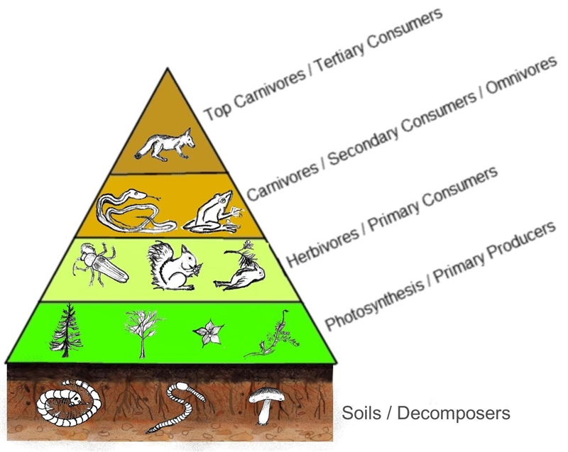 If a disease strikes the snake population in the food chain shown, what will be the-example-1