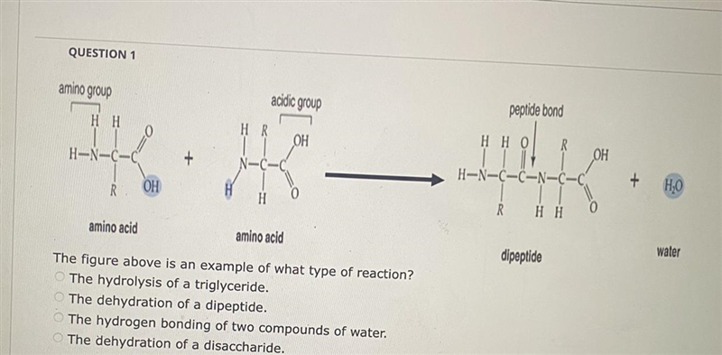 The figure above is an example of what type of reaction?The hydrolysis of a triglyceride-example-1