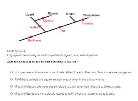 Help! I'm a bit confused on the phylogenetic tree-example-1