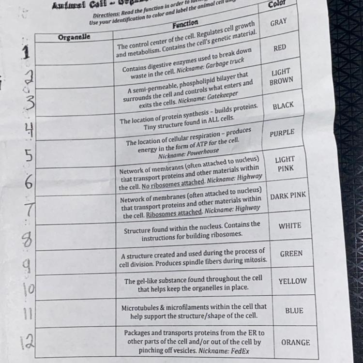 Animal Coll - Organelle identification & Functions please help-example-1