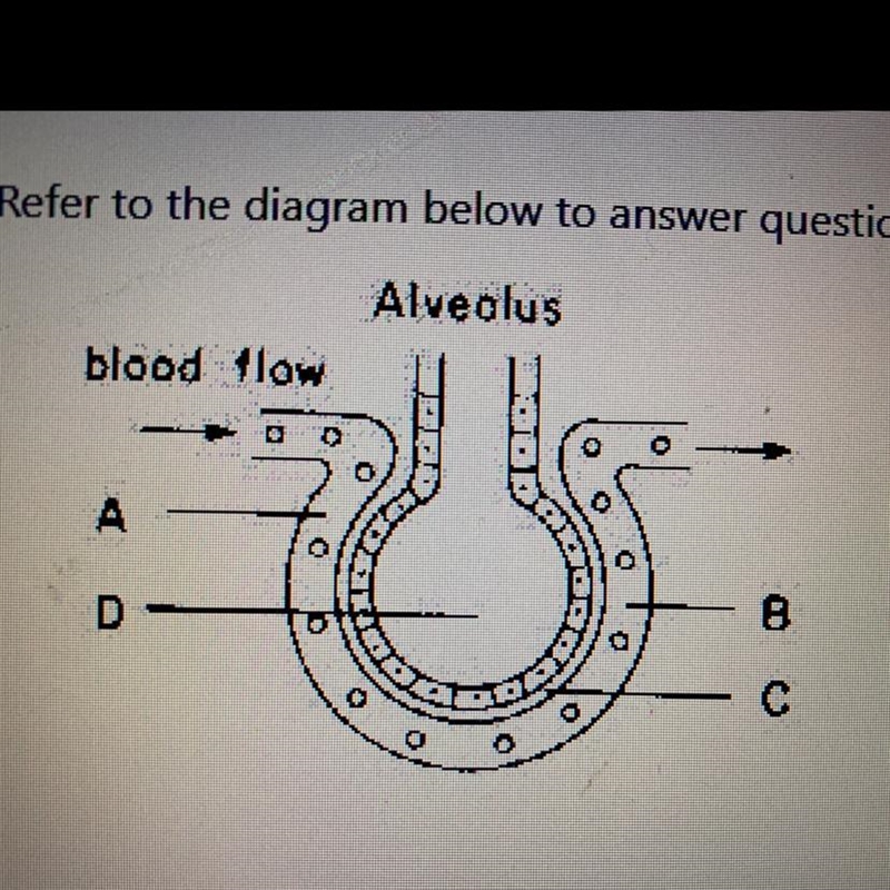 8) The process responsible for gas exchange between areas "B" & &quot-example-1