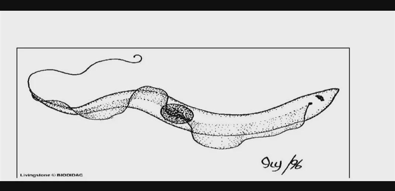 flagellate, TrypanosomaWhat is its vertebrate host (definitive host)? What super group-example-1