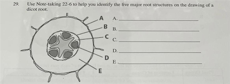 Identify the five major root structures of a dicot root.-example-1