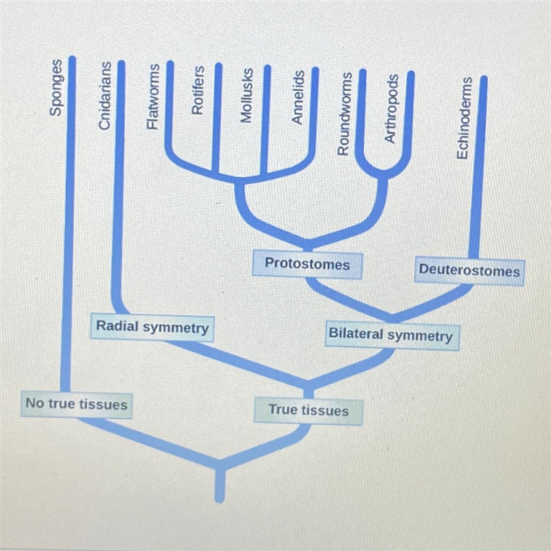 HELP IM ON LIMITED TIME Given the following phylogenetic tree, which evolutionary-example-1