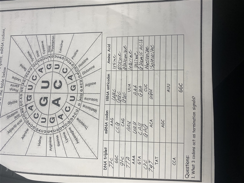 Complete the table with the corresponding DNA triplet, mRNA codon and tRNA anticodon-example-1