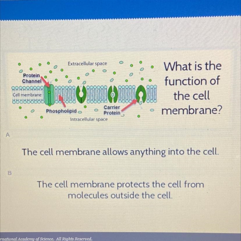 Extracellular space Protein Channel nomino, comuna What is the function of the cell-example-1