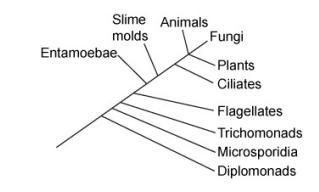 The diagram shows groups of different organisms.Which organisms from the diagram can-example-1