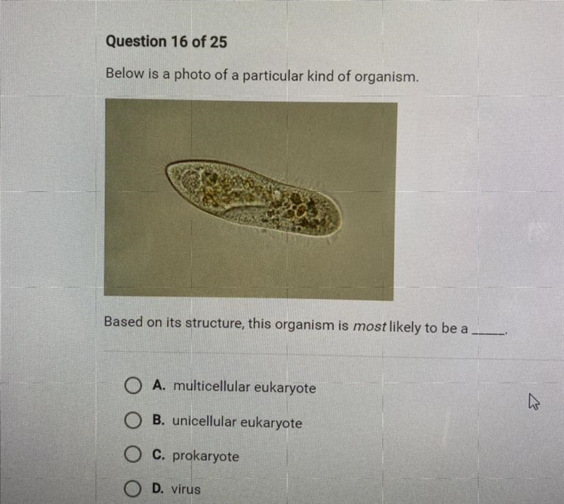 Below is a photo of a particular kind of organism. Based on its structure, this organism-example-1