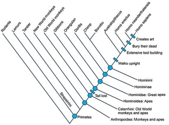 According to the cladogram of primates shown, which key cultural feature was shared-example-1