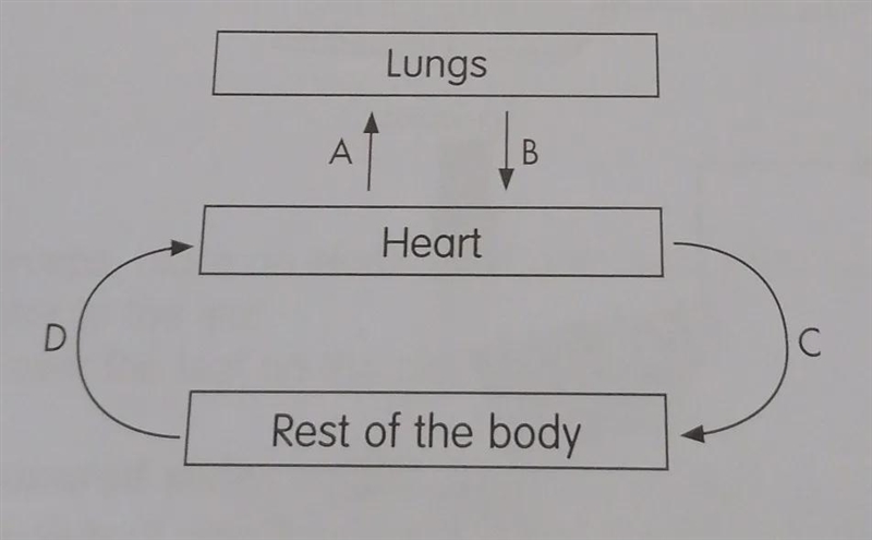 What is the difference in the amount of carbon dioxide in the blood at C and D-example-1