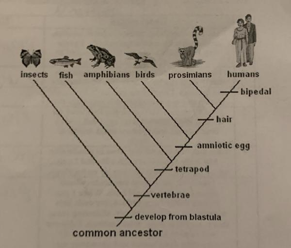 What is the diagram to the right called?prosimianshumansInsects fish amphibians birdsbipedalhalt-example-1