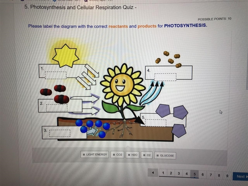 Please label the diagram with the correct reactants and products for PHOTOSYNTHESIS-example-1