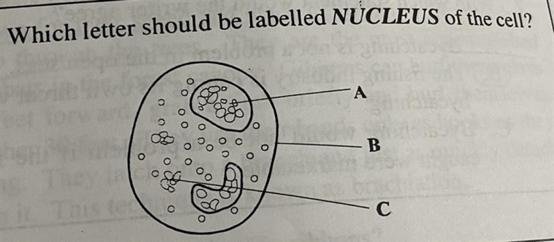 Which letter should be labelled NUCLEUS of the cell? A B C-example-1