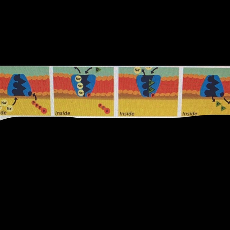 What is the function of ATP in this image? •It releases the potassium ions from the-example-1