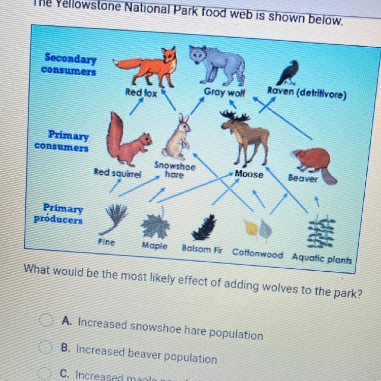 The Yellowstone National Park food web is shown below.SecondaryMZRconsumersRaven (detritivore-example-1