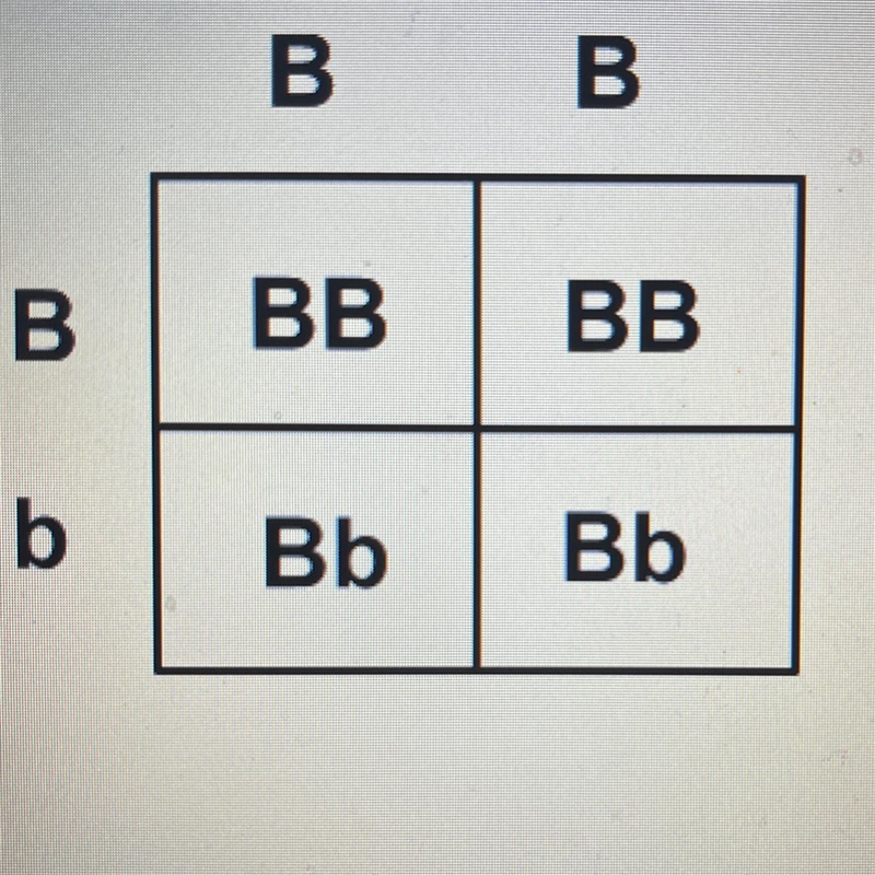 Check out the Punnett Square below. What percentage of the offspring are expected-example-1