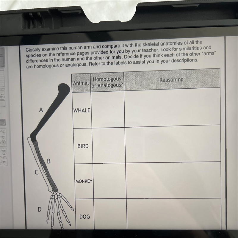 Are those homologous or analogous to a human arm and why?-example-1