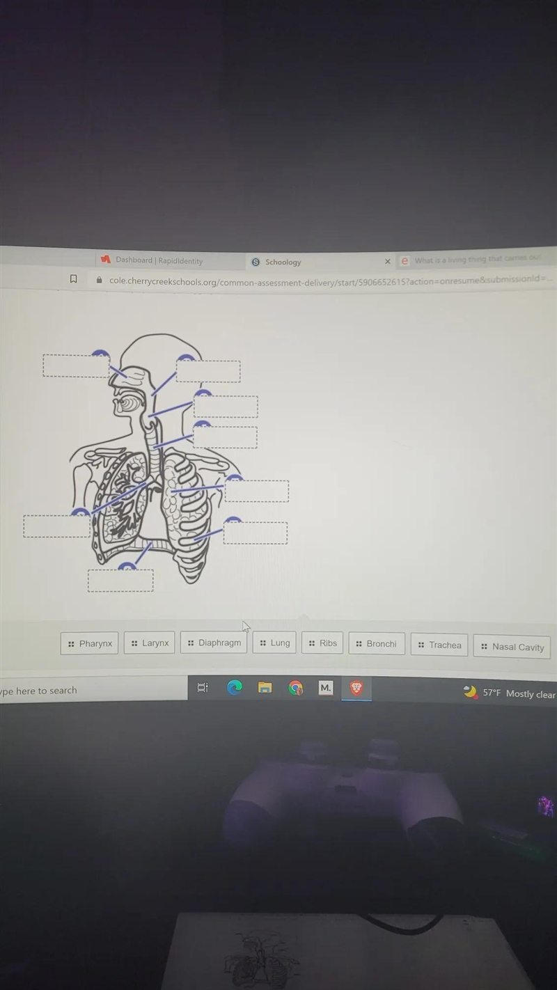 What is the pathway of air into the body? Nosenasal cavitypharynx trachealarynxbronchilungs-example-1