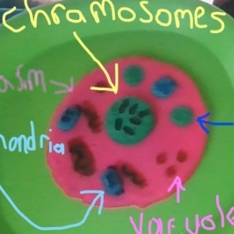 What type of cell model is this?-example-1