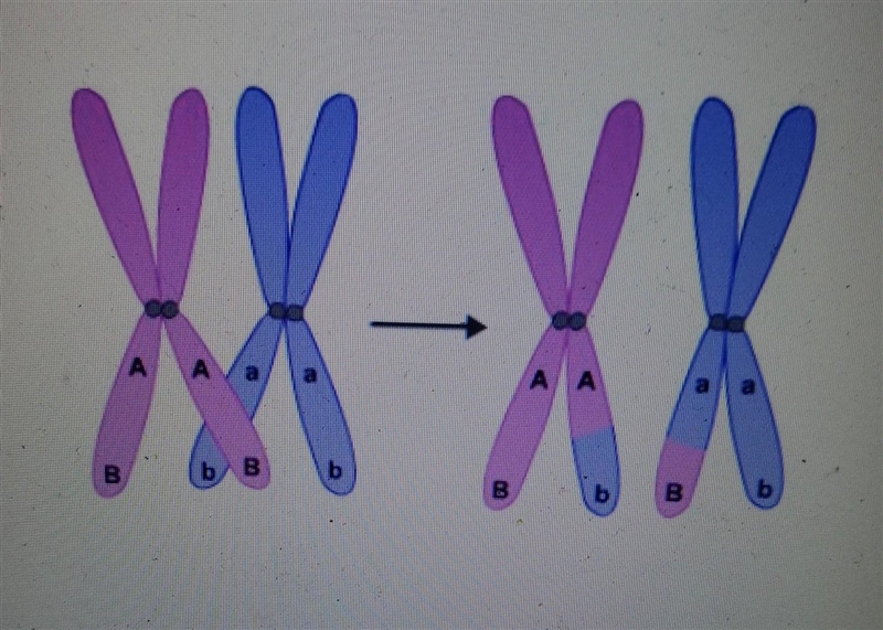 What is the result of crossing over, as shown in the illustration? o the chromosomes-example-1