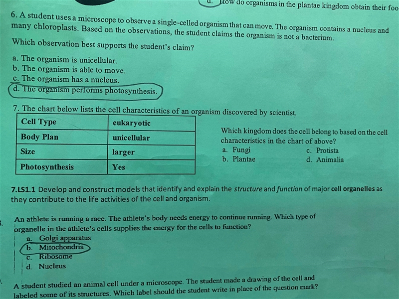 Which kingdom does the cell belong to based on the cell characteristics in the chart-example-1