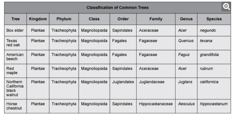 Based on the information in the table, which trees are most similar to each other-example-1