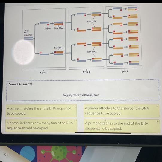 What is the role of DNA primers in the polymerase chain reaction-example-1