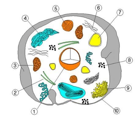 A decrease in the functionality of this structure in a cell would directly decrease-example-1