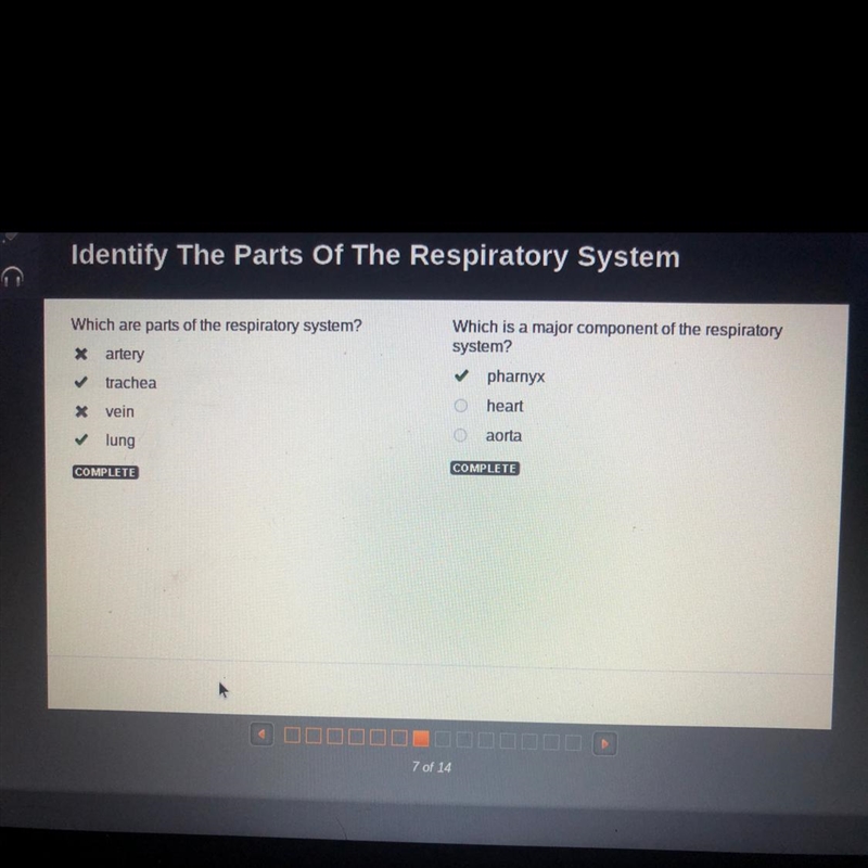 Which is a major component of the respiratory system? o pharnyx O heart Oaorta-example-1