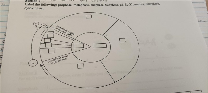 Label the following:prophase,metaphase,anaphase,,telophase,g1,S,G2,mitosis,interphase-example-1