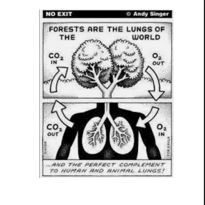 Explain this picture in terms of photosynthesis and cellular respiration.-example-1