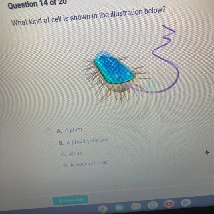 What kind of cell is shown in the illustration below? OA. A plant OB. A prokaryotic-example-1