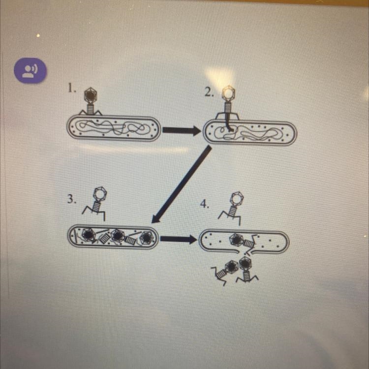 A process is illustrated in the diagram below. Which process is illustrated in the-example-1