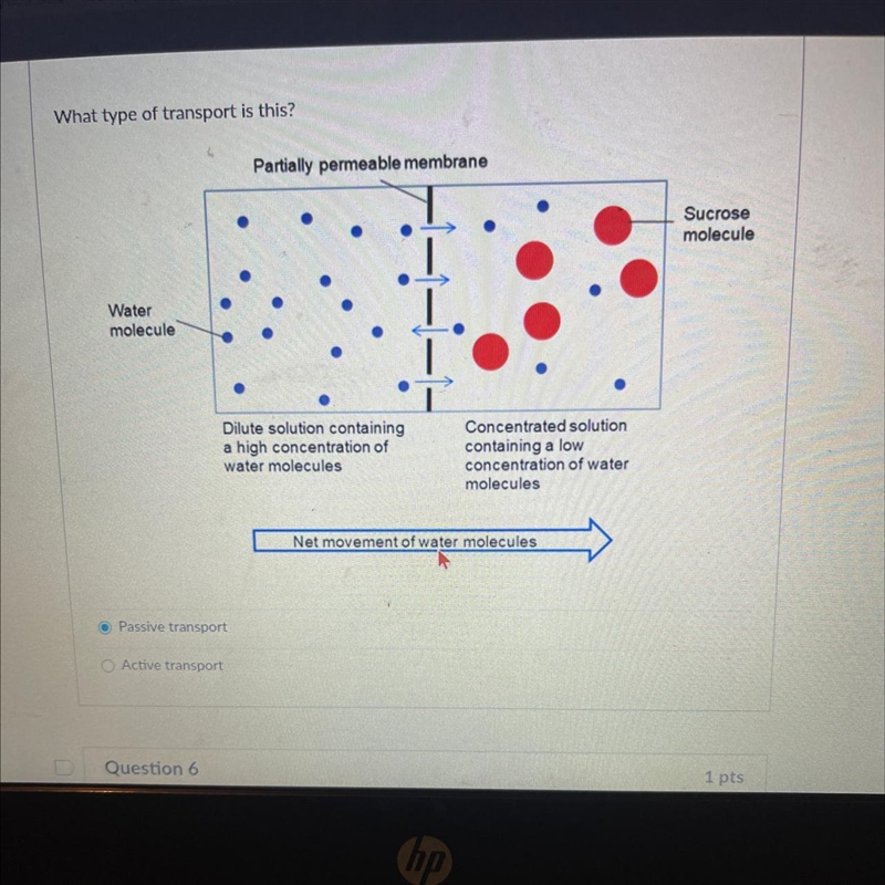 Passive transport or Active transport and , how do you know that is the type of transport-example-1