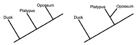 Consider these phylogenetic trees. The first tree is based on physical characteristics-example-1