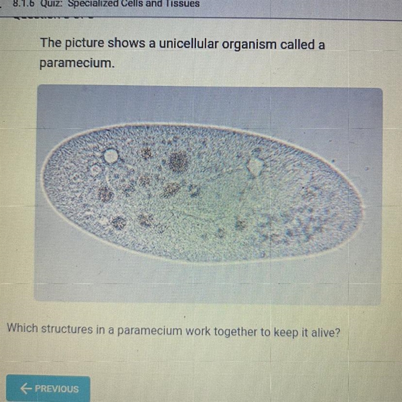 The picture shows a unicellular organism called a paramecium. Which structures in-example-1