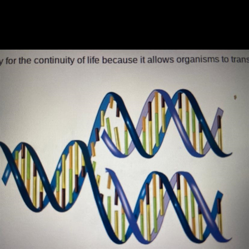 This process shown below is necessary for the continuity of life because it allows-example-1