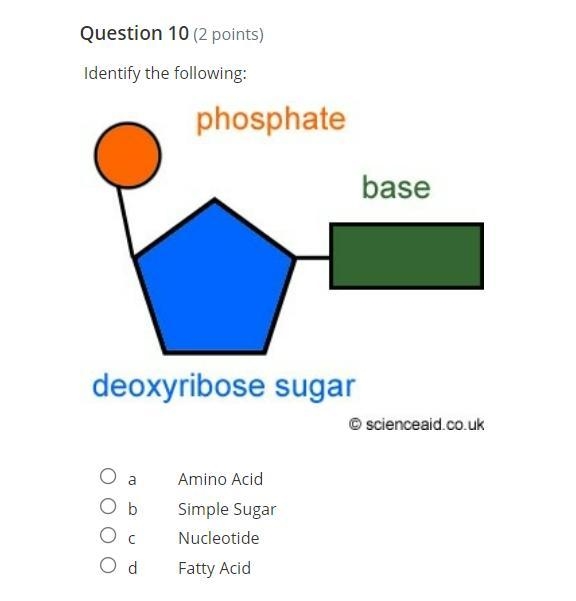 Identify the following: A: amino acid B: simple sugar C: nucleotide D: fatty acid-example-1