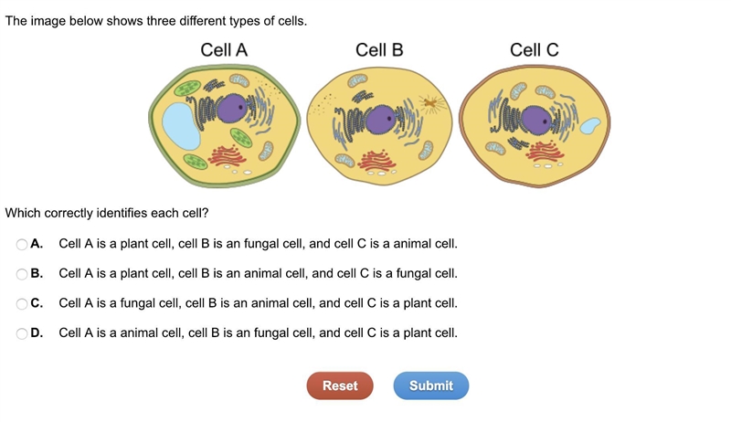 The image below shows three different types of cells. Which correctly identifies each-example-1