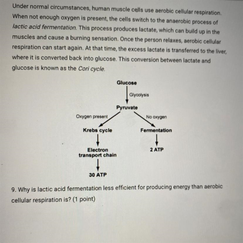 Glucose Glycolysis Pyruvate Oxygen present No oxygen Krebs cycle Fermentation 2 ATP-example-1