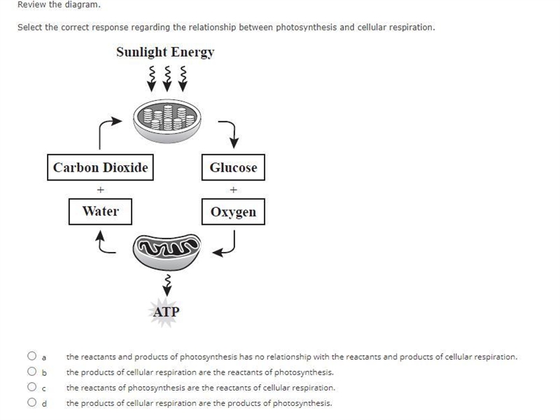 Help please!! 20 pts Biology A-example-1