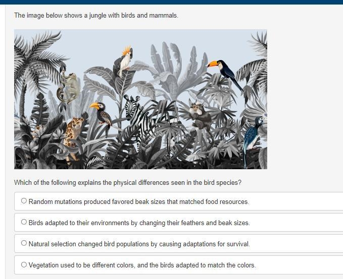 The image below shows a jungle with birds and mammals. A jungle with leopards and-example-1