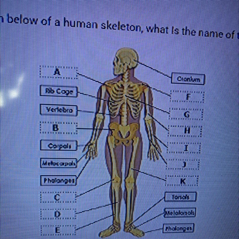 In the diagram below of a human skeleton, what is the name of the bone labeled G? A-example-1