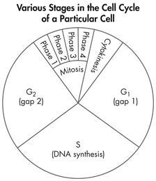 the diagram shows the cell cycle. The label "interphase" has been omitted-example-1