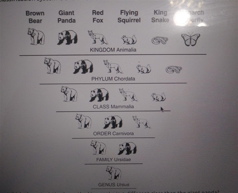 A classification system is shown below. Which characteristic places the king snake-example-1