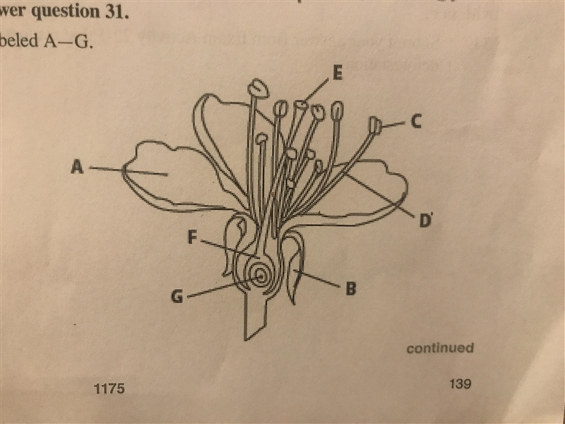 Identify the flower parts labeled A-G-example-1